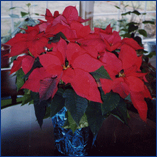 Dicha Poinsettia Photos